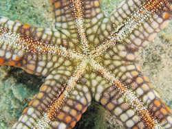 Foto: Big Vicki's Reef, Lizard-Island-Nationalpark, Queensland, Great Barrier Reef