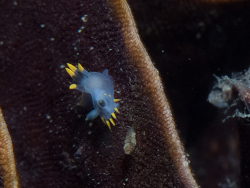 Polycera enesithsaba thumbnail