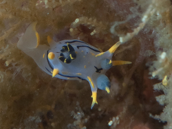 Polycera enesithsaba thumbnail