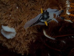 Polycera onomqhele thumbnail