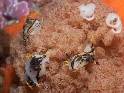 Polycera onomqhele thumbnail