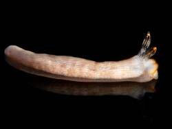 Dermatobranchus Albus, Lembeh 2025