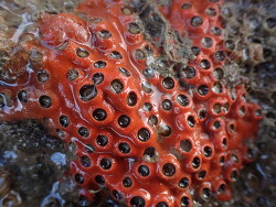 Culicia rubeola,Auckland, New Zealand 2021