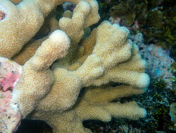 Isopora palifera thumbnail