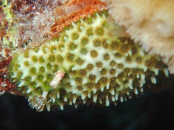 Stylocoeniella armata thumbnail