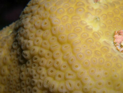 Goniastrea stelligera, Marshall Islands 2024 (CC BY-NC 4.0)