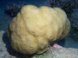 Goniastrea stelligera, Marshall Islands 2024 (CC BY-NC 4.0)