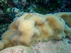 Goniastrea stelligera, Marshall Islands 2024 (CC BY-NC 4.0)