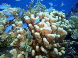 Merulina cylindrica thumbnail