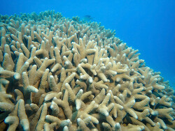 Porites cylindrica thumbnail