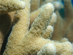 Porites cylindrica thumbnail
