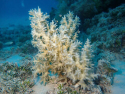 Pocillopora acuta,RIK01, Rongerik, Îles Marshall 2024 (CC BY-NC 4.0)