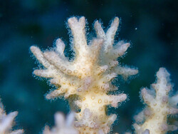 Pocillopora acuta,RIK01, Rongerik, Îles Marshall 2024 (CC BY-NC 4.0)