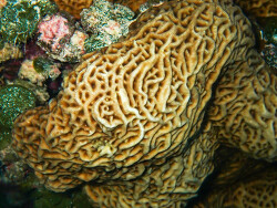 Leptoseris mycetoseroides thumbnail