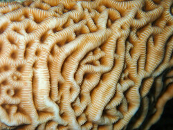 Leptoseris mycetoseroides thumbnail