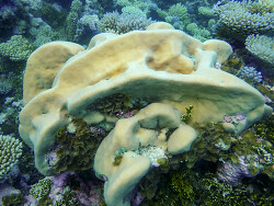 Pavona duerdeni thumbnail