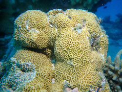 Pavona varians thumbnail