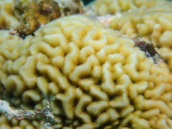 Pavona varians thumbnail