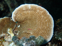 Pachyseris speciosa,Majuro Atoll, Îles Marshall 2024 (CC BY-NC 4.0)
