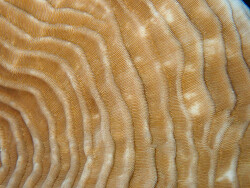 Pachyseris speciosa,Majuro Atoll, Îles Marshall 2024 (CC BY-NC 4.0)