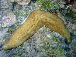 Herpolitha limax thumbnail