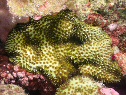 Stylocoeniella armata thumbnail