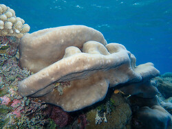 Pavona duerdeni thumbnail