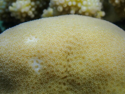 Pavona duerdeni thumbnail