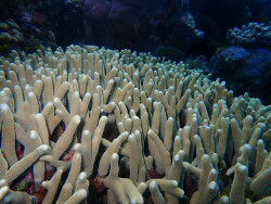 Porites cylindrica thumbnail