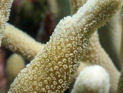 Porites cylindrica thumbnail