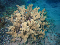 Porites rus, Ailuk Atoll, Îles Marshall 2024 (CC BY-NC 4.0)