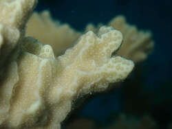 Porites rus, Ailuk Atoll, Îles Marshall 2024 (CC BY-NC 4.0)