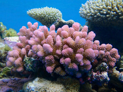 Generic placeholder thumbnail