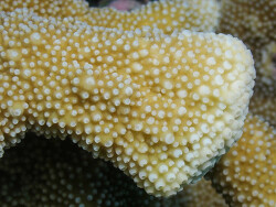 Isopora palifera thumbnail