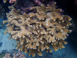 Isopora palifera thumbnail