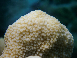 Isopora palifera thumbnail