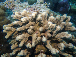 Isopora palifera thumbnail