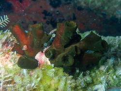 Tubastraea diaphana, Maloelap Atoll, RMI 2023 (CC BY-NC 4.0)