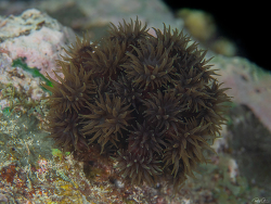 Tubastraea diaphana, Bweni, Kanga, Coast Regio, Tanzania 2021