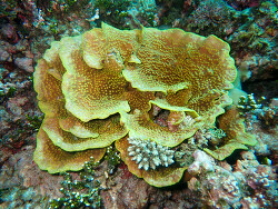 Turbinaria reniformis, Marshall Islands 2023 (CC BY-NC 4.0)