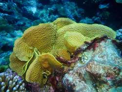 Turbinaria reniformis, Marshall Islands 2023 (CC BY-NC 4.0)