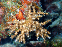 Generic placeholder thumbnail