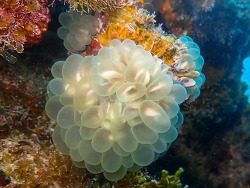 Plerogyra sinuosa thumbnail