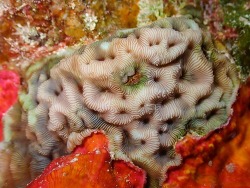 Leptoseris mycetoseroides thumbnail