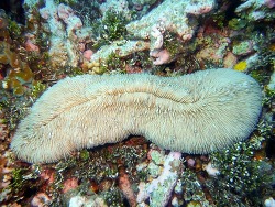 Herpolitha limax,Aur Atoll, RMI 2023 (CC BY-NC 4.0)