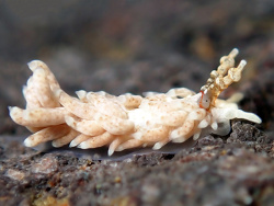 Bulbaeolidia alba thumbnail