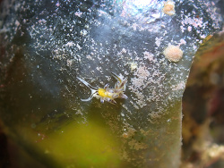 Ercolania endophytophaga, Batangas, Philippines 2026