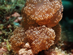 Melibe coralophilia, Batangas, Philippines 2026
