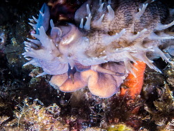 Chelycypraea testudinaria,Vinnis Wall at night 16 meters Depth 2024