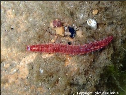 Hesione sicula thumbnail